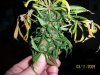 100_1778.jpg