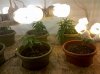 IMG_20101207_010538.jpg