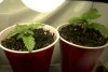 veg_day_16_2.jpg