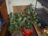 100_0374.jpg