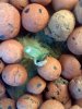 sproutview3.jpg