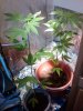IMG00266-20101208-2115.jpg