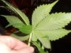 12-9-10 spiderkush mutation 14 leaf from behind.jpg