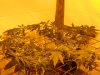 Day 57, Flowering Day 32, KK 3.jpg
