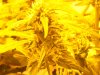 Day 57, Flowering Day 32, BBG 6.jpg