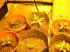 DSCN2070.jpg