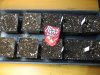 TGA Black cherry soda test 1.5.jpg