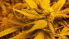 jack herer budsite.jpg