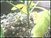 plant6.jpeg