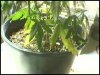 plant4.jpeg