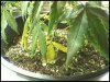 plant5.jpeg