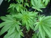 DP - yellow tips_4.jpg