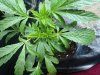 DP - yellow tips_2.jpg