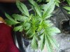 DP - yellow tips_1.jpg