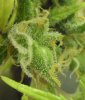 c#9 x JB seed.jpg