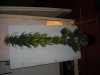 DSCN0052.jpg