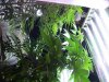 DSCF0020.jpg DSCF0020.jpg
