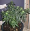 Bagseed, front view.jpg