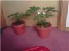 plants1.jpg