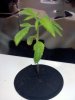 20101211224520.jpg
