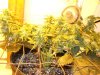 Day 61, Flowering Day 36, BBG (5).jpg