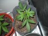 DSCN2126.jpg