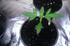 dro plant week 2.5.jpg
