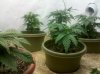 IMG_20101213_224801.jpg