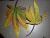 Plant issues 006.jpg