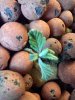 seedling.jpg