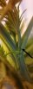 Plant 7.jpg