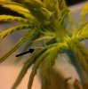 Plant 6.jpg