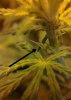 Plant 5.jpg