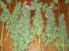 100_3506.JPG