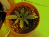 10days_leaf_problem.jpg