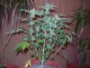 04.05.08. - half way through 5th week of flower - grow journal 004.jpg