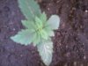Pictureweedplant.jpg
