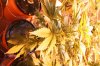 p1121510-2.jpg