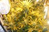 DSCF5032.jpg