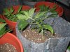 DSCN2149.jpg