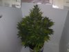 DSC00275.jpg