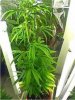 AK1day69.jpg AK1day69.jpg