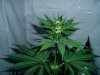21356Ice2_Day14Flower.jpg