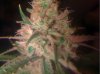 lemonhaze3.jpg