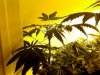 Cheese Quake 2nd Wk Flower.jpg Cheese Quake 2nd Wk Flower.jpg