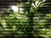 DSC00085.jpg