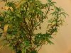 IMG00334-20101217-2106.jpg