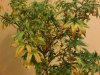 IMG00333-20101217-2106.jpg