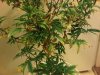 IMG00336-20101217-2106.jpg