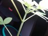 plant 1.jpg plant 1.jpg